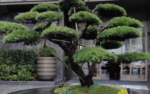 婺城上品南侧小区大门门口栽种罗汉松寓意家好财运好流水生财