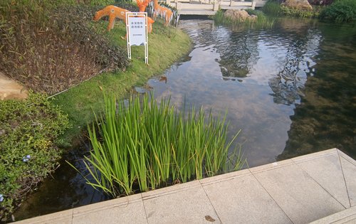加那利海枣树挺水植物青青草地处处美景