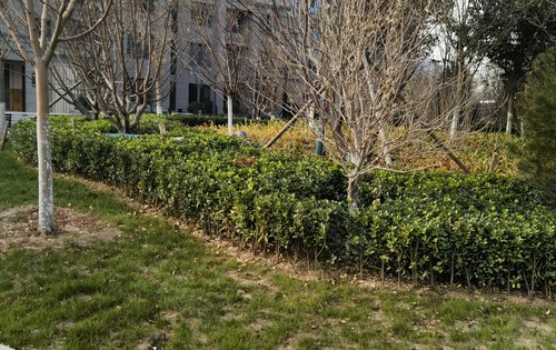 阳光东尚四期东尚名邸,高品质住宅小区,全国范围内遴选布迪椰子,香樟