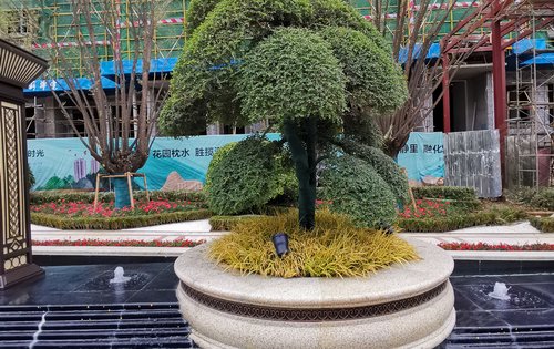 小区大门内部绿植