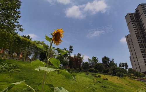 邵阳阳光公园里图片