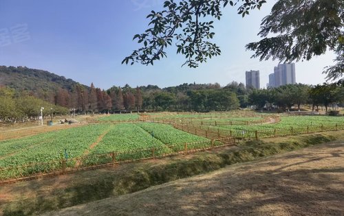 聽著歌逛黃埔科學城創新公園 67對比市區公園有不一樣的感覺,大自然