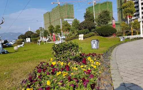 门口的绿化景观带