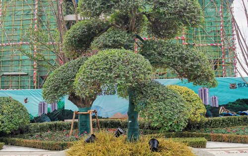 小区大门内部绿植