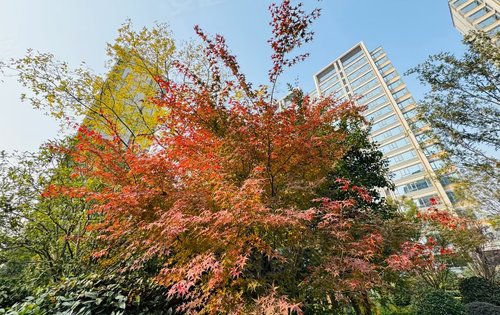 小区树木,是秋冬来了