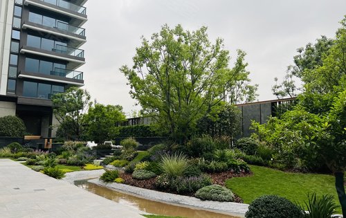 园区内部栽种铁冬青秋收果实红彤彤的也是对江缦业主美好祝愿生意红红