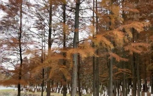 洋湖溼地公園秋季紅杉樹真好看呀