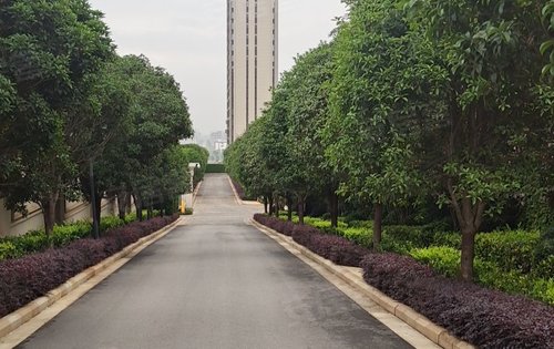 桂花大道香气扑鼻