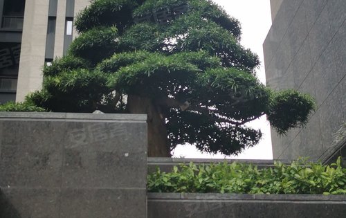 种有好看的罗汉松水景瀑布可选择走阶梯或是乘坐扶手电梯进入小区大门