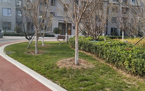 阳光东尚四期东尚名邸,高品质住宅小区,全国范围内遴选布迪椰子,香樟