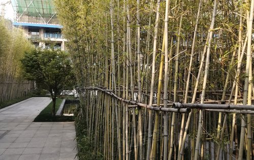 小区里面竹林,都是绿色