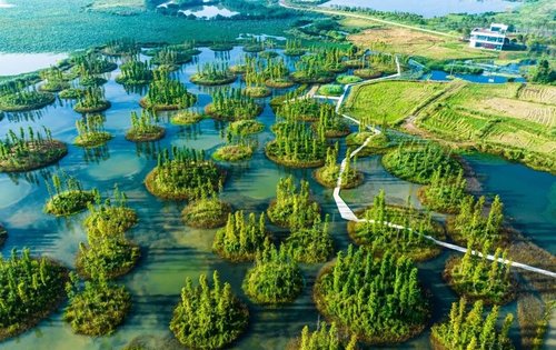 占地面积3000亩的大泽湖近自然湿地公园规划约18万平方米浅滩260个树