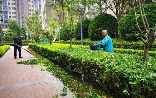 建业交付小区日常绿化修剪
