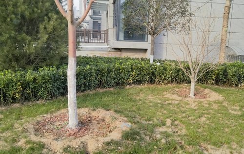 阳光东尚四期东尚名邸,高品质住宅小区,全国范围内遴选布迪椰子,香樟