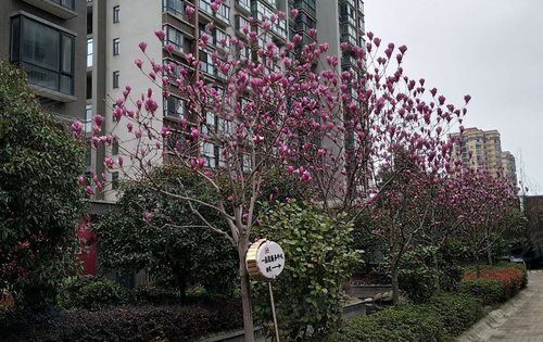 大桥·一品园(三期)动态:小区实体照片-黄石安居客