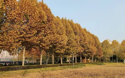 小区附近的洋湖湿地公园