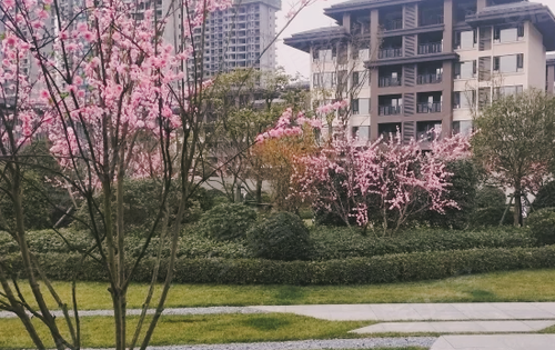 雅居乐花园·春江屿动态:交付后的绿化噢！-汉中安居客