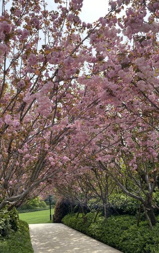 科技城金茂府动态:科技城金茂府邀请您来看樱花-苏州安居客