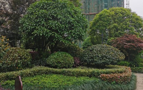 御锦豪庭动态:御锦豪庭园林里的杨梅树,去年吃了这