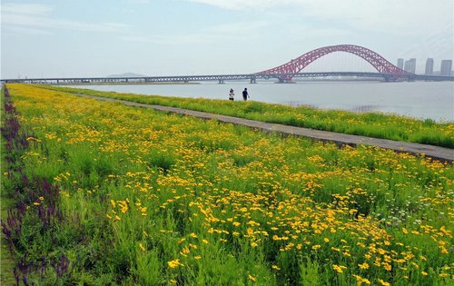 宁波这片梅山湾红桥下的花海
