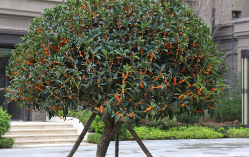 桂花园的桂花树