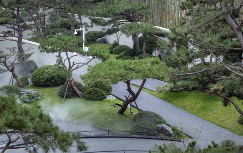 融创中式园林以黑松为主要元素古典美