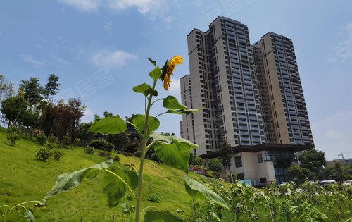 邵阳阳光公园里图片